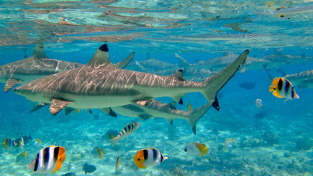 bora-bora-snorkeling-2