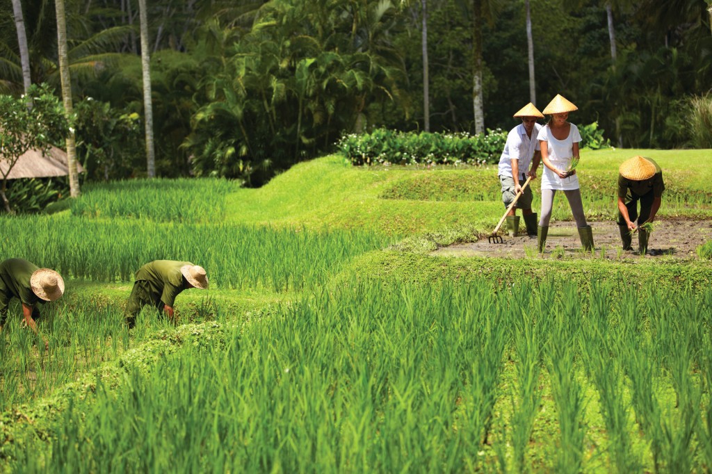 Balinese Farmer Experience, Four Seasons Sayan, Bali