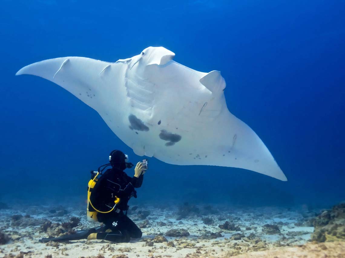 Swim with the magnificent Manta Rays
