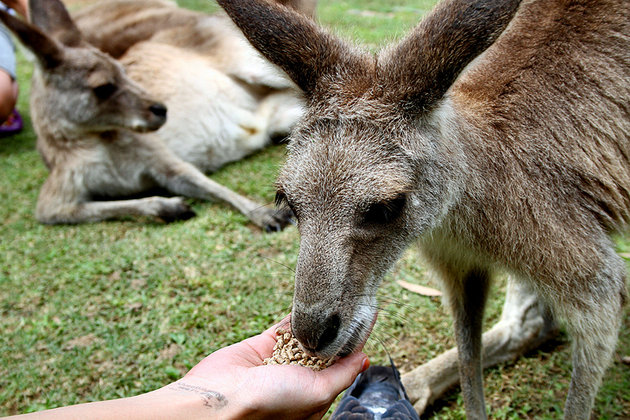 currumbin-wildlife-sanctuary