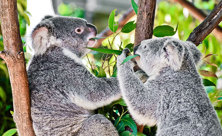 koalas