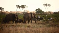 Joy's Camp - Game Drive - Elephants