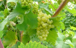 Top 5 Experiences In Italy’s Prosecco Region