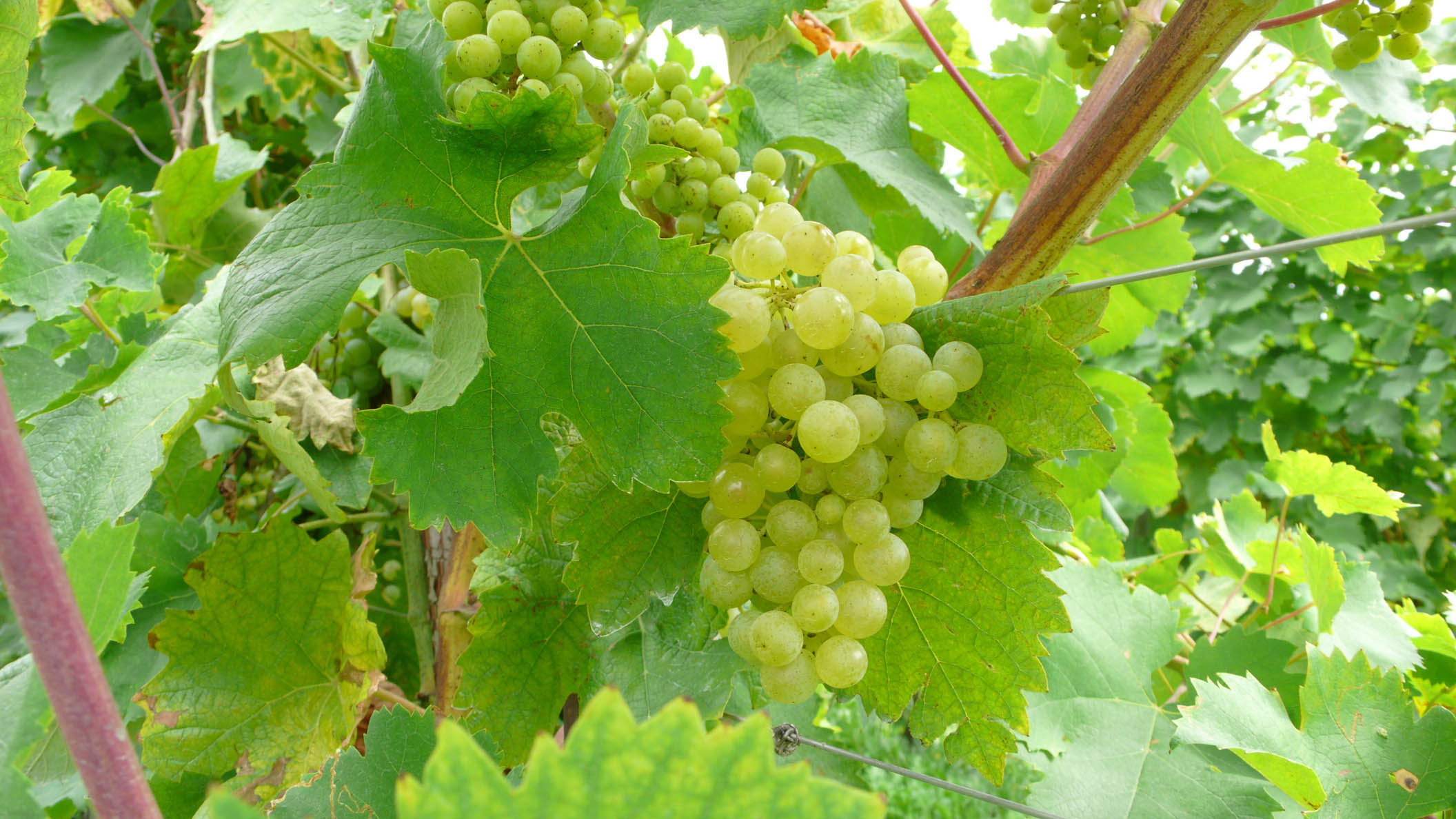 PROSECCO-grapes